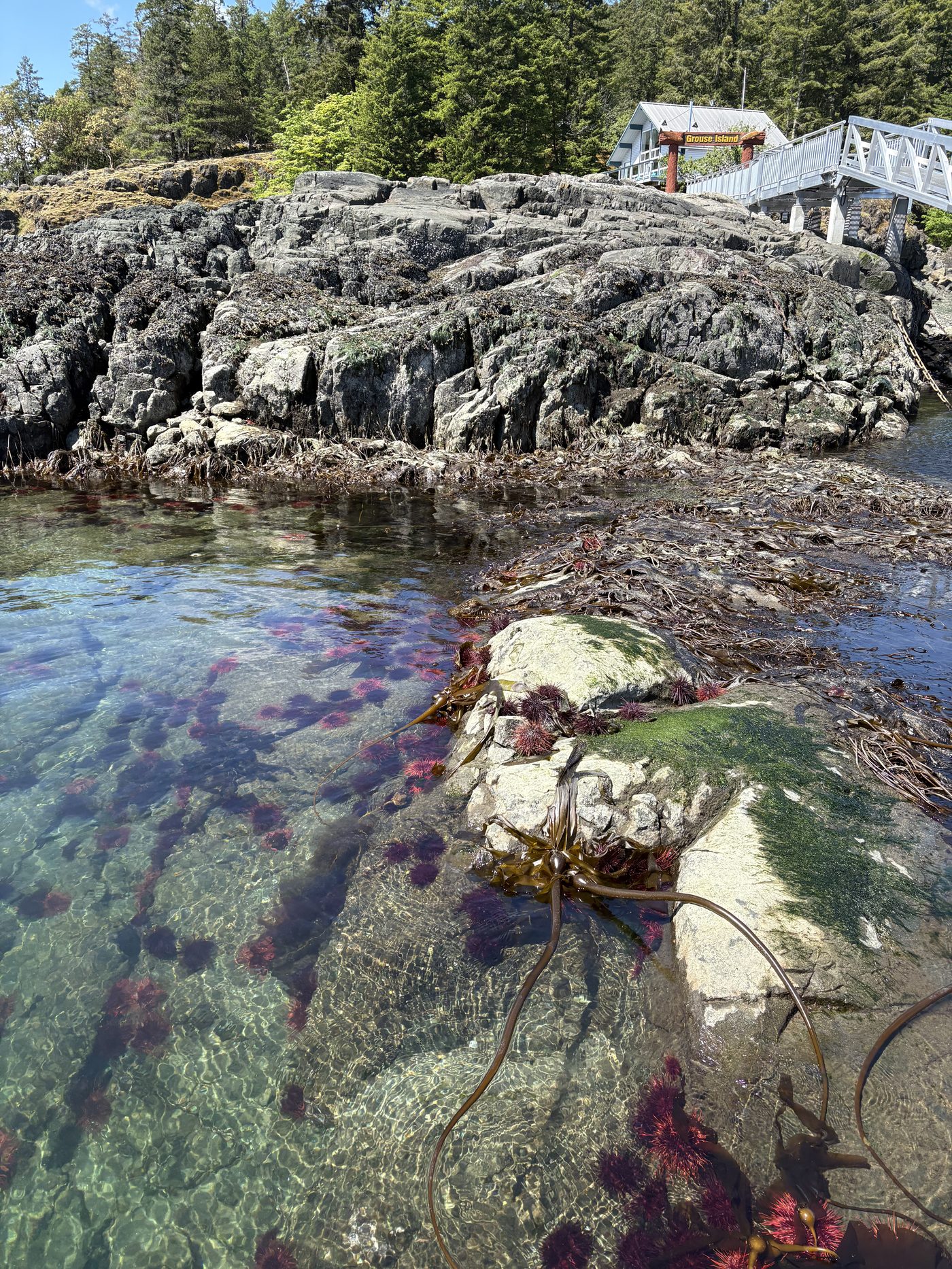 Sea urchins and bull kelp in a tide pool below the Grouse Island sign and house